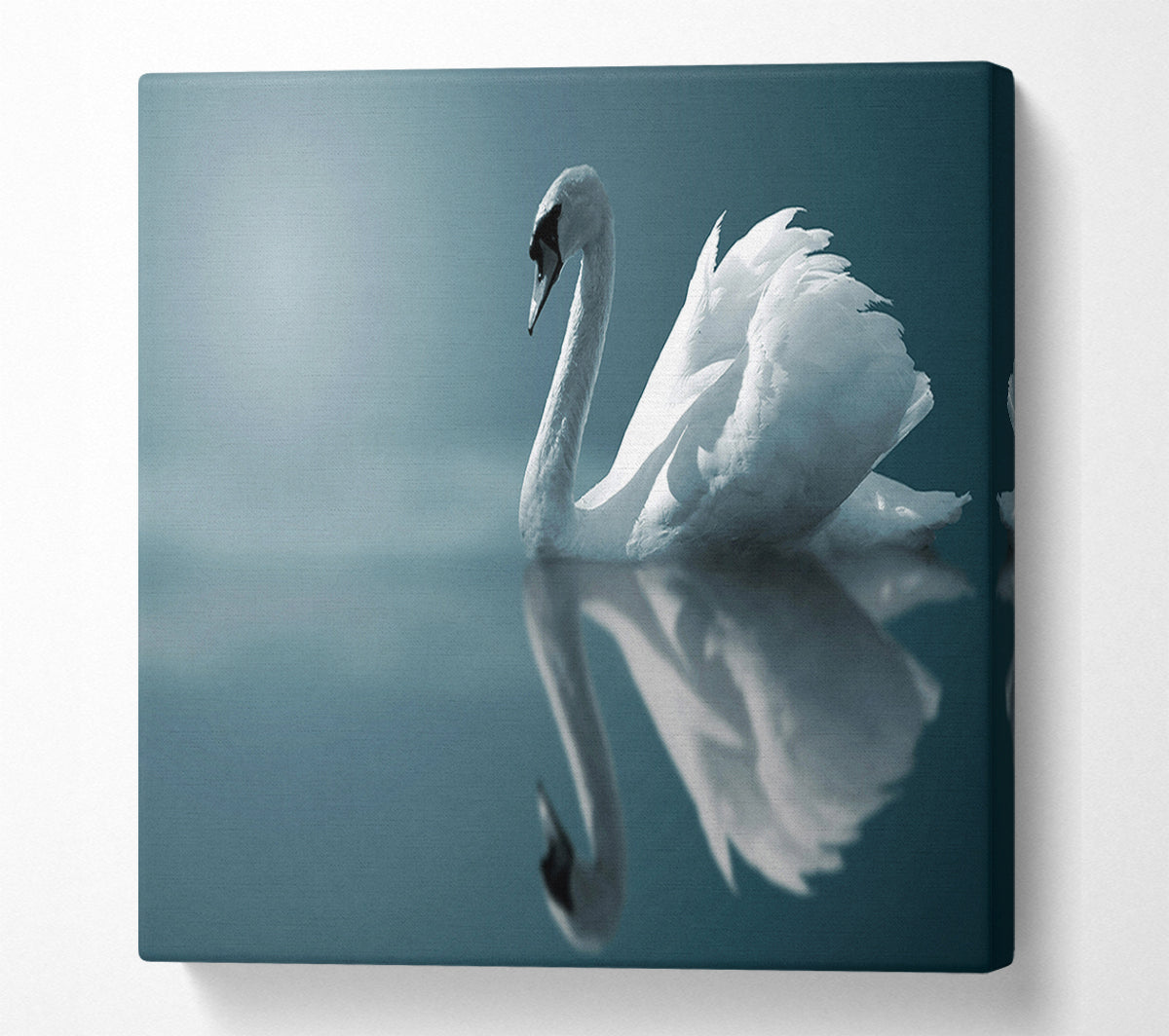 Swan Reflections Canvas Wall Art