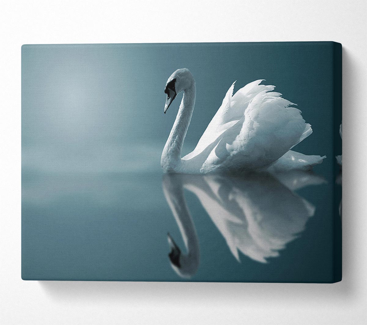 Swan Reflections Canvas Wall Art