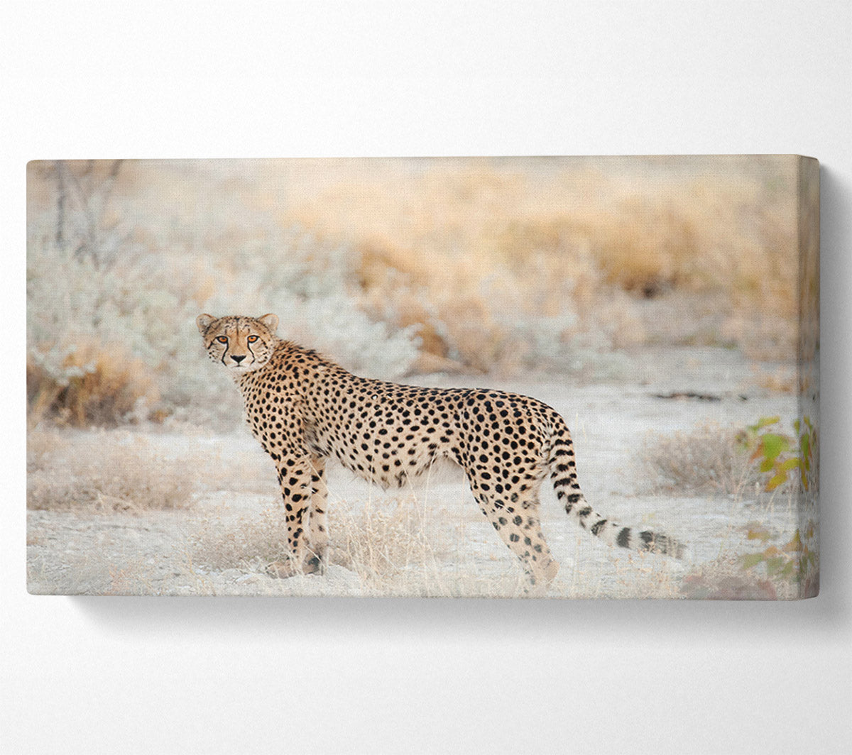 Wild Cheetah Canvas Wall Art