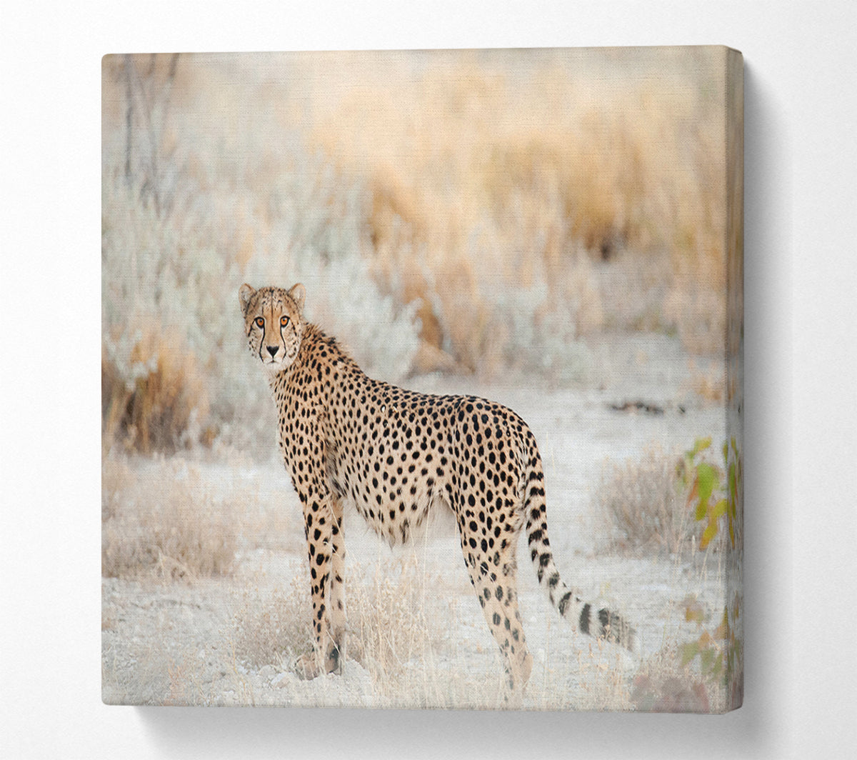 Wild Cheetah Canvas Wall Art