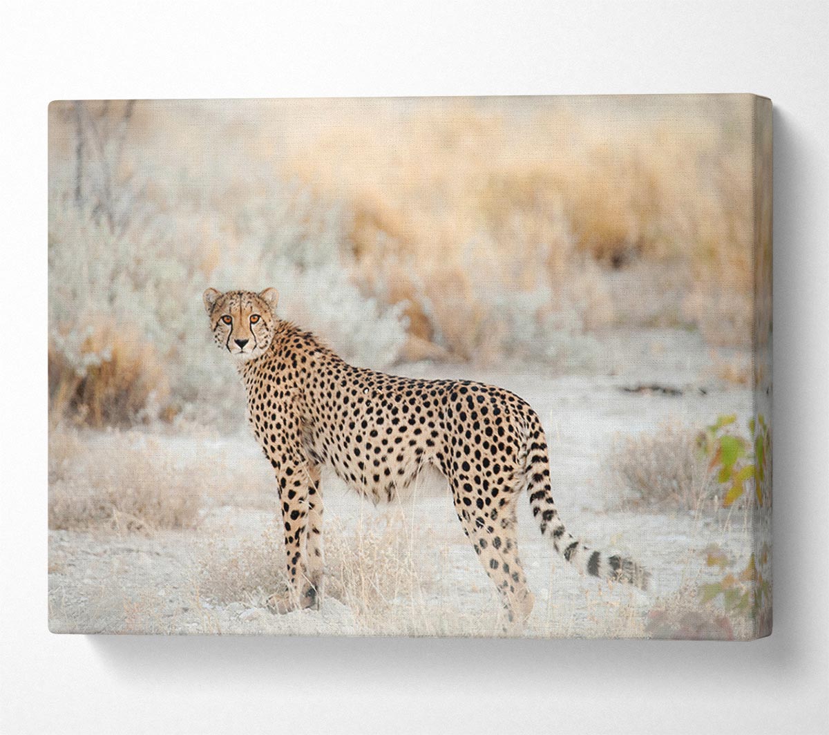 Wild Cheetah Canvas Wall Art