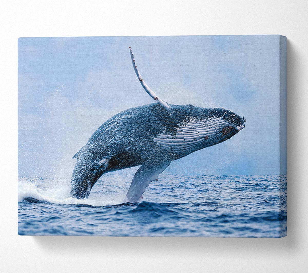 Whale Jump Canvas Wall Art