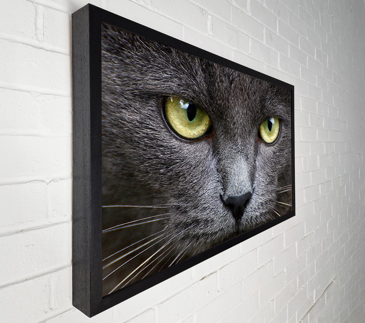 Smokey Grey Cat Canvas Wall Art