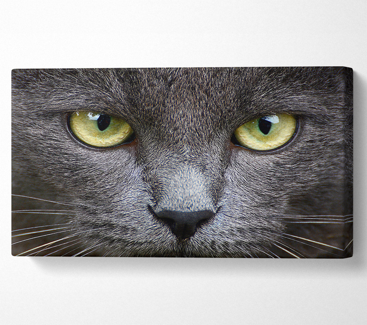 Smokey Grey Cat Canvas Wall Art