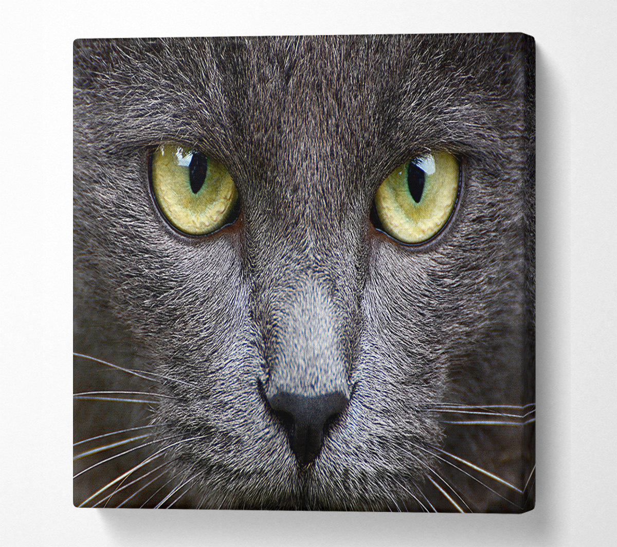 Smokey Grey Cat Canvas Wall Art