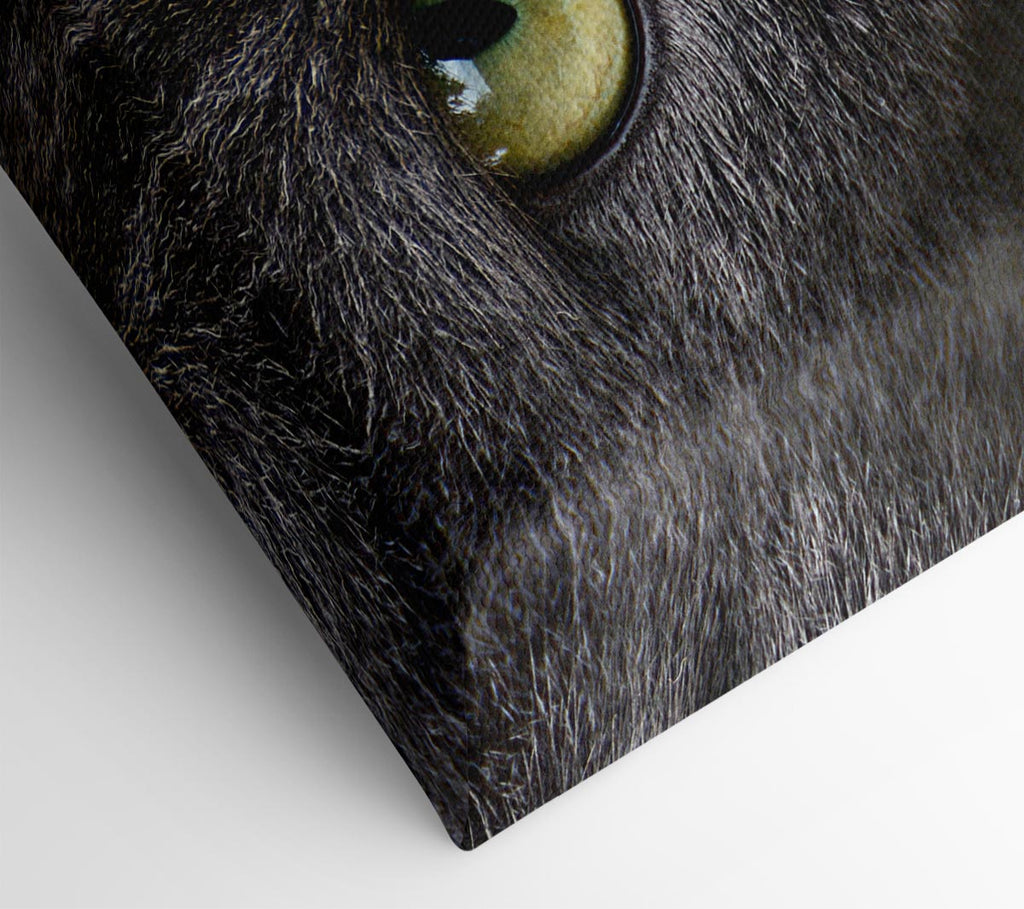 Smokey Grey Cat Canvas Wall Art