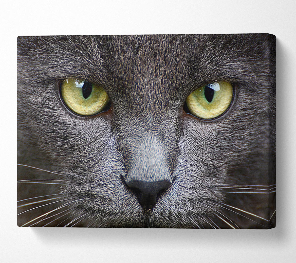 Smokey Grey Cat Canvas Wall Art
