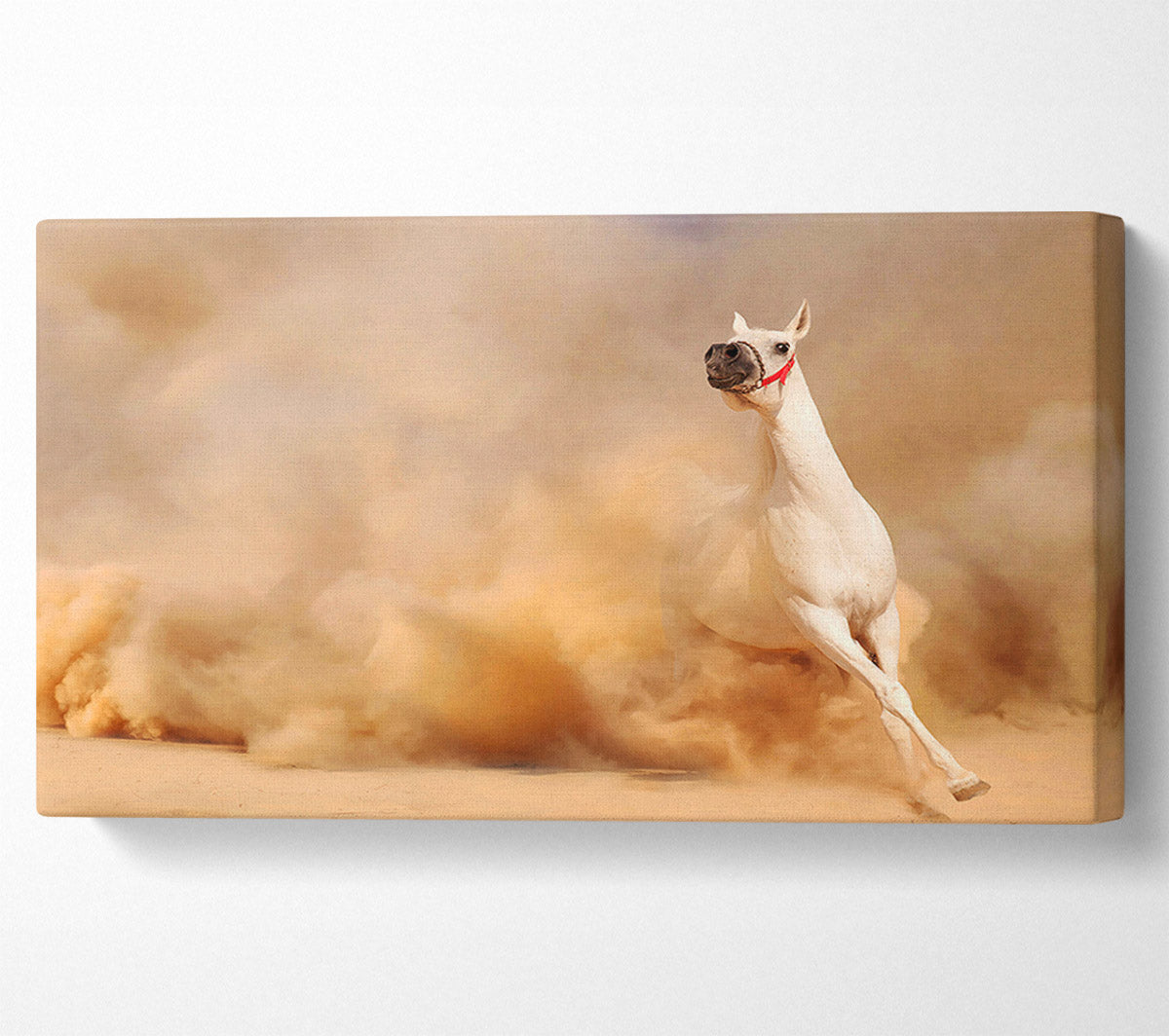 White Horse Beauty Canvas Wall Art