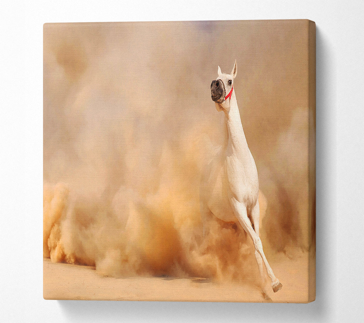 White Horse Beauty Canvas Wall Art