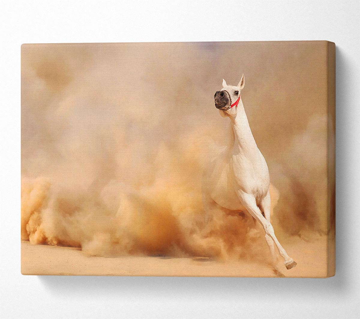 White Horse Beauty Canvas Wall Art