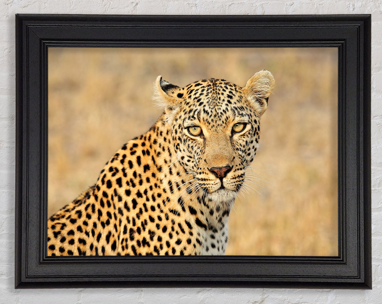 Stunning Leopard Framed Print