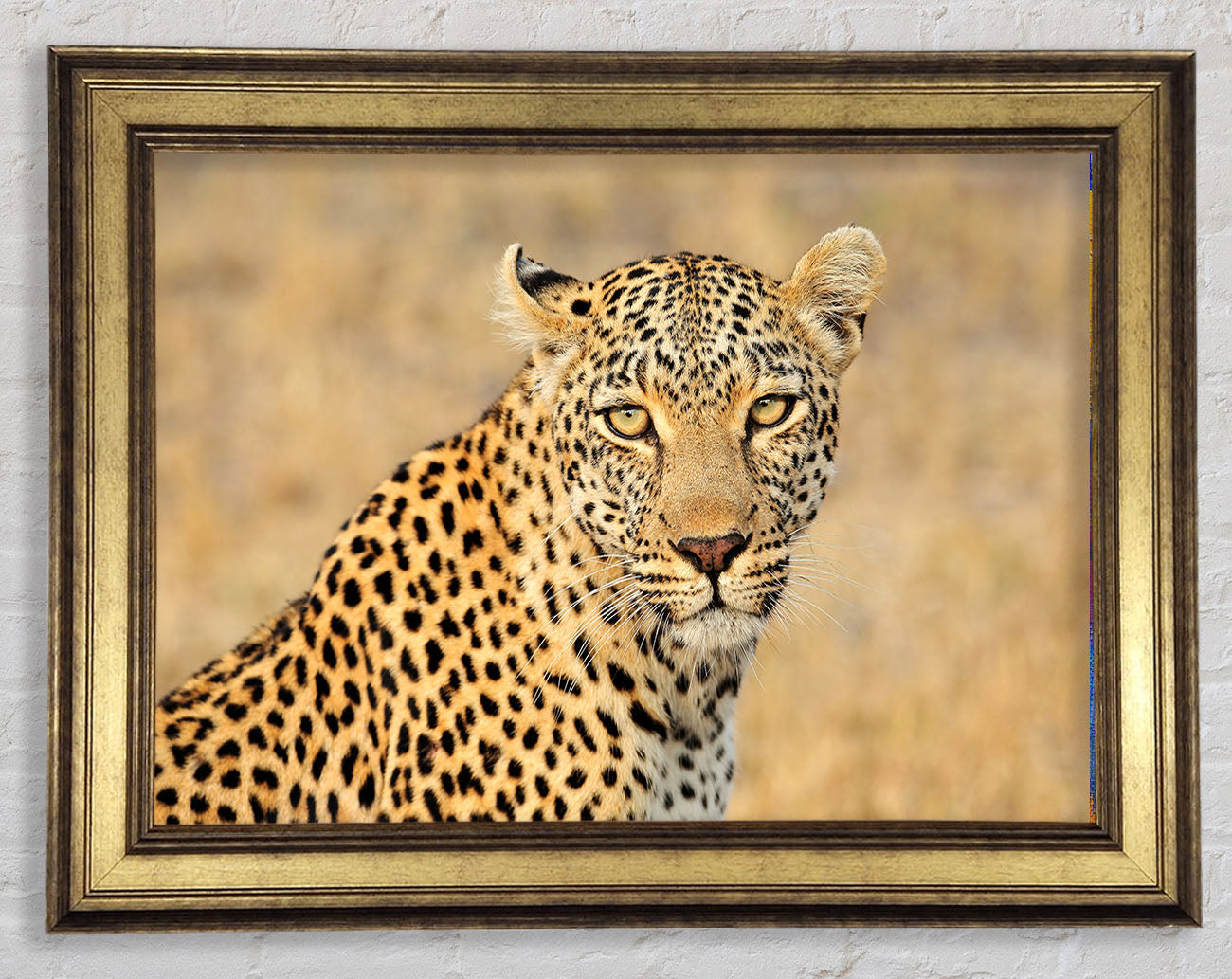 Stunning Leopard Framed Print