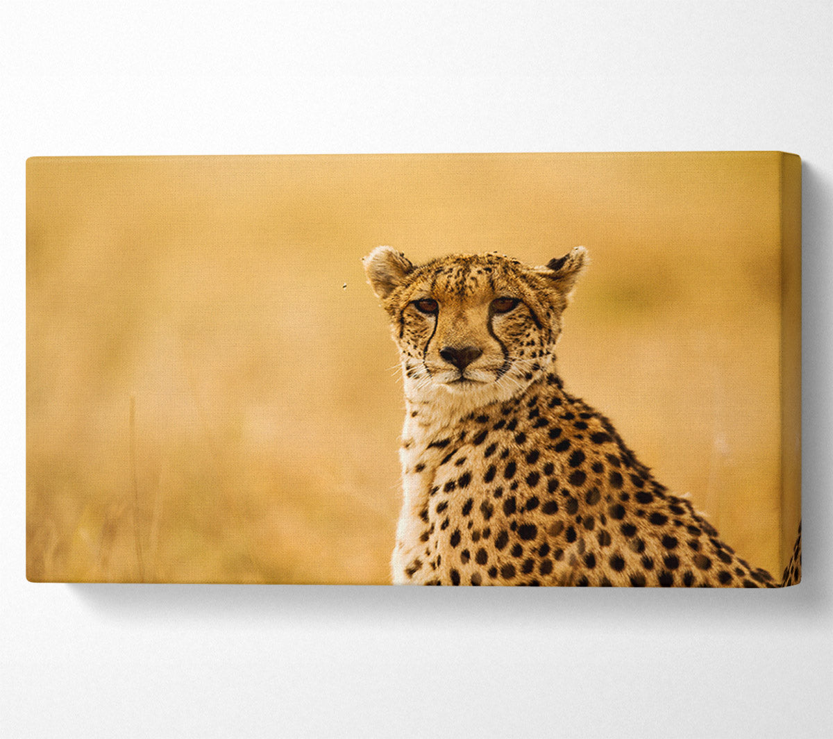 Proud Cheetah Canvas Wall Art