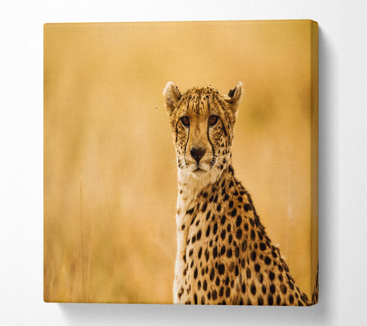 Proud Cheetah Canvas Wall Art
