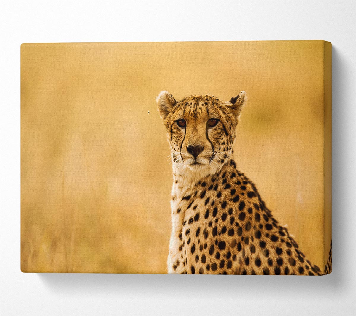 Proud Cheetah Canvas Wall Art