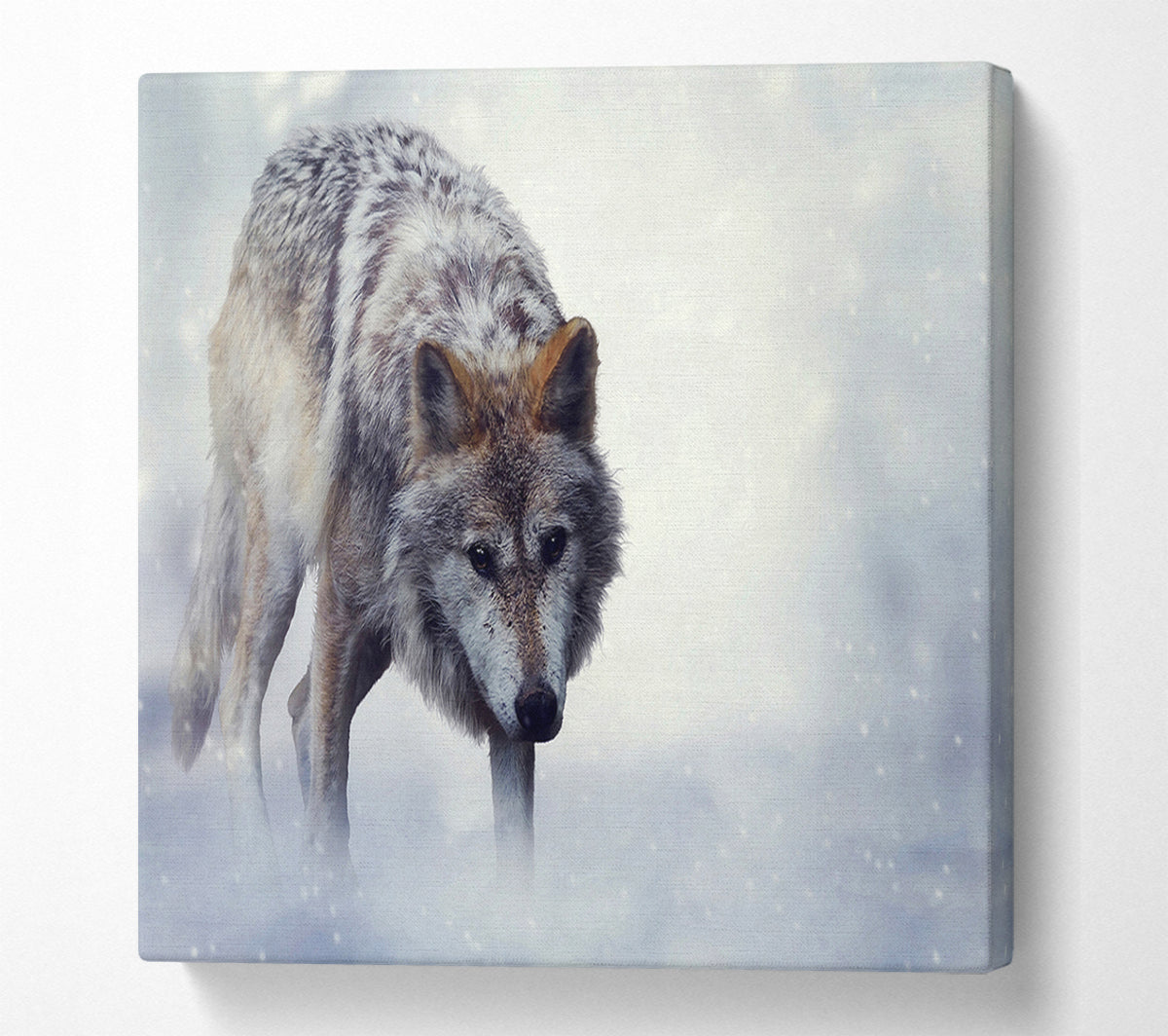 Prowling Wolf Canvas Wall Art