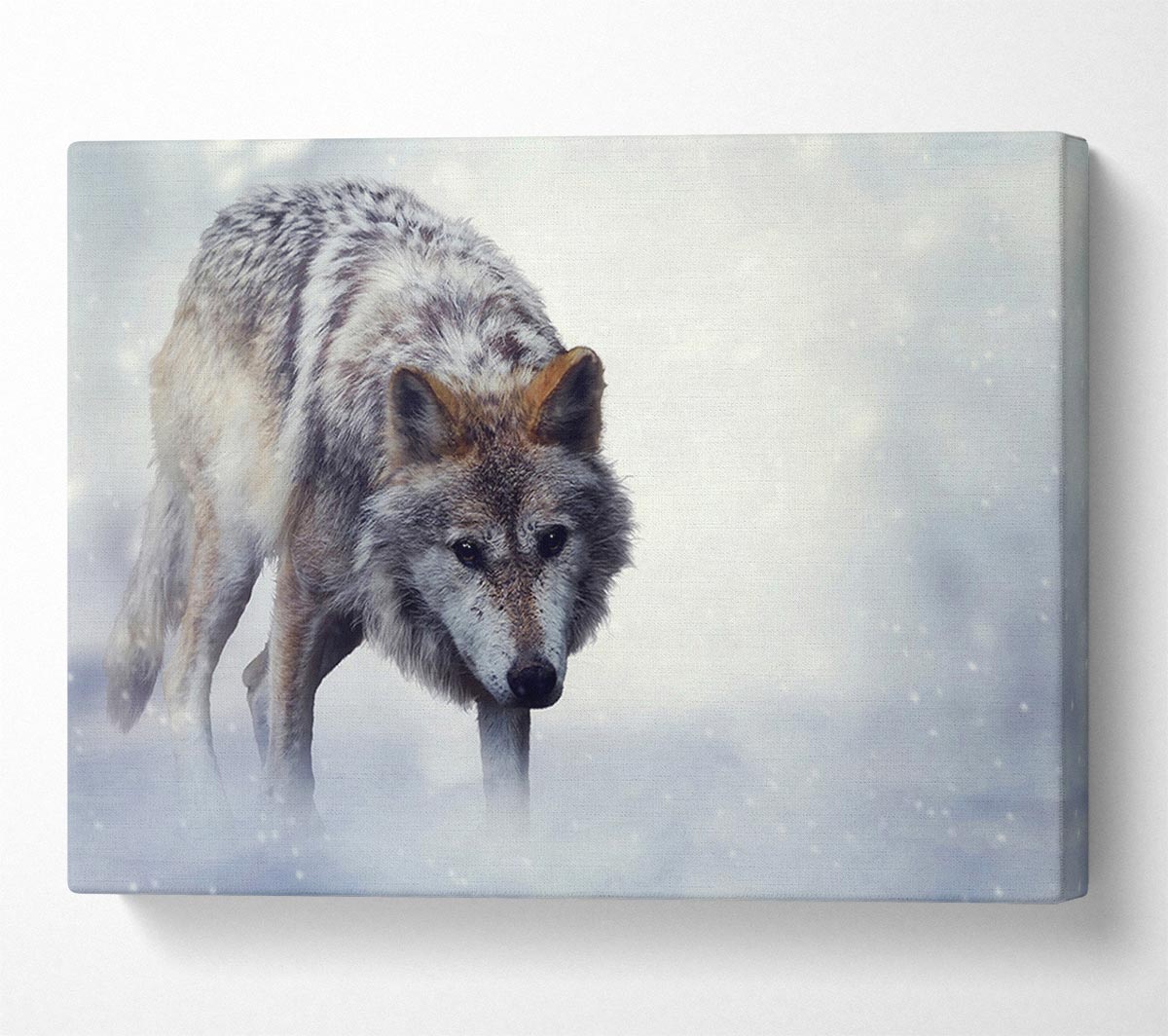 Prowling Wolf Canvas Wall Art