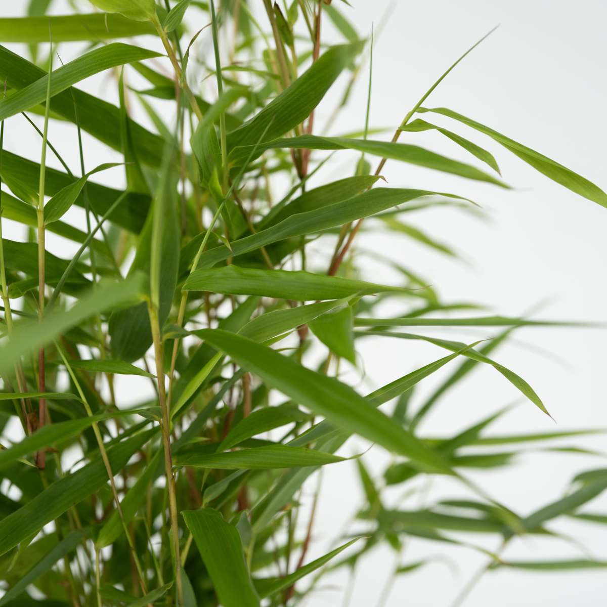 Dragonhead Bamboo - 3 pcs. - Fargesia rufa - Height 25-40cm - ⌀13cm