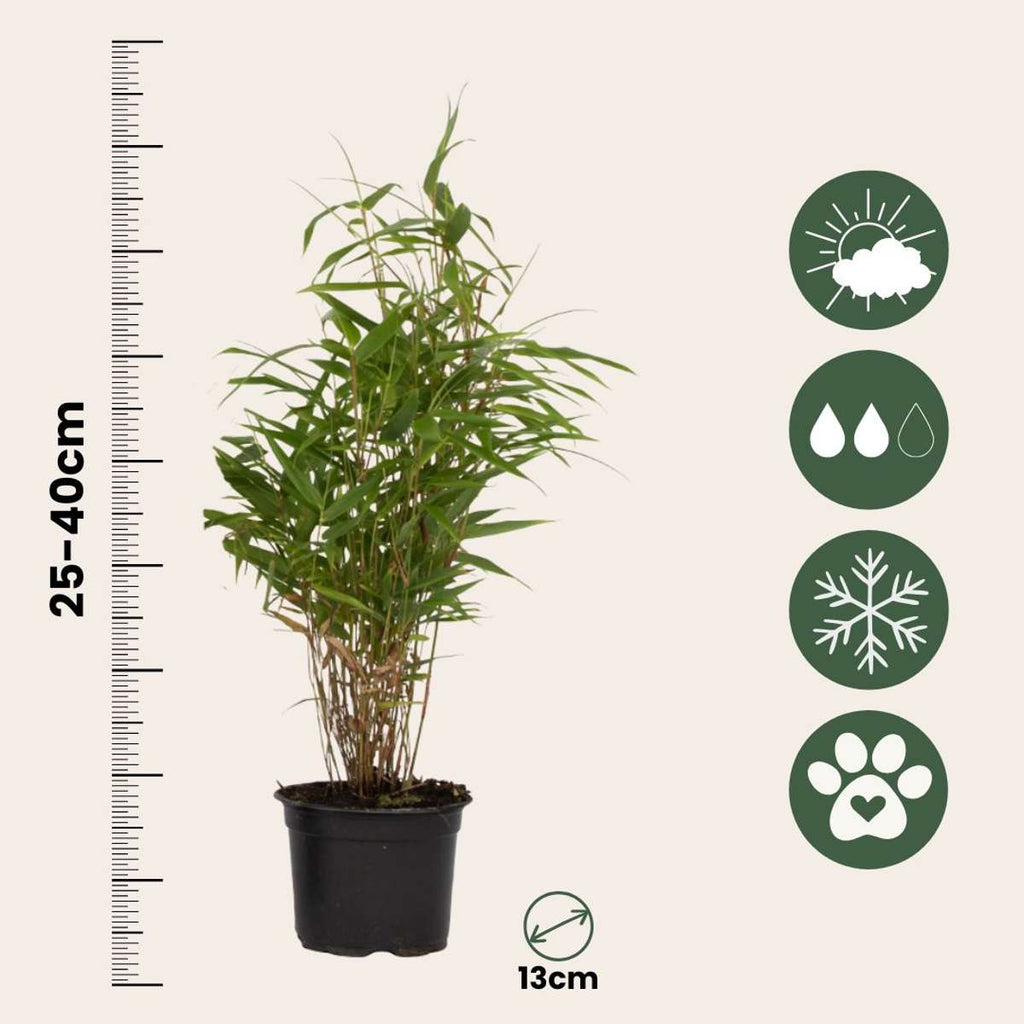 Dragonhead Bamboo - 3 pcs. - Fargesia rufa - Height 25-40cm - ⌀13cm