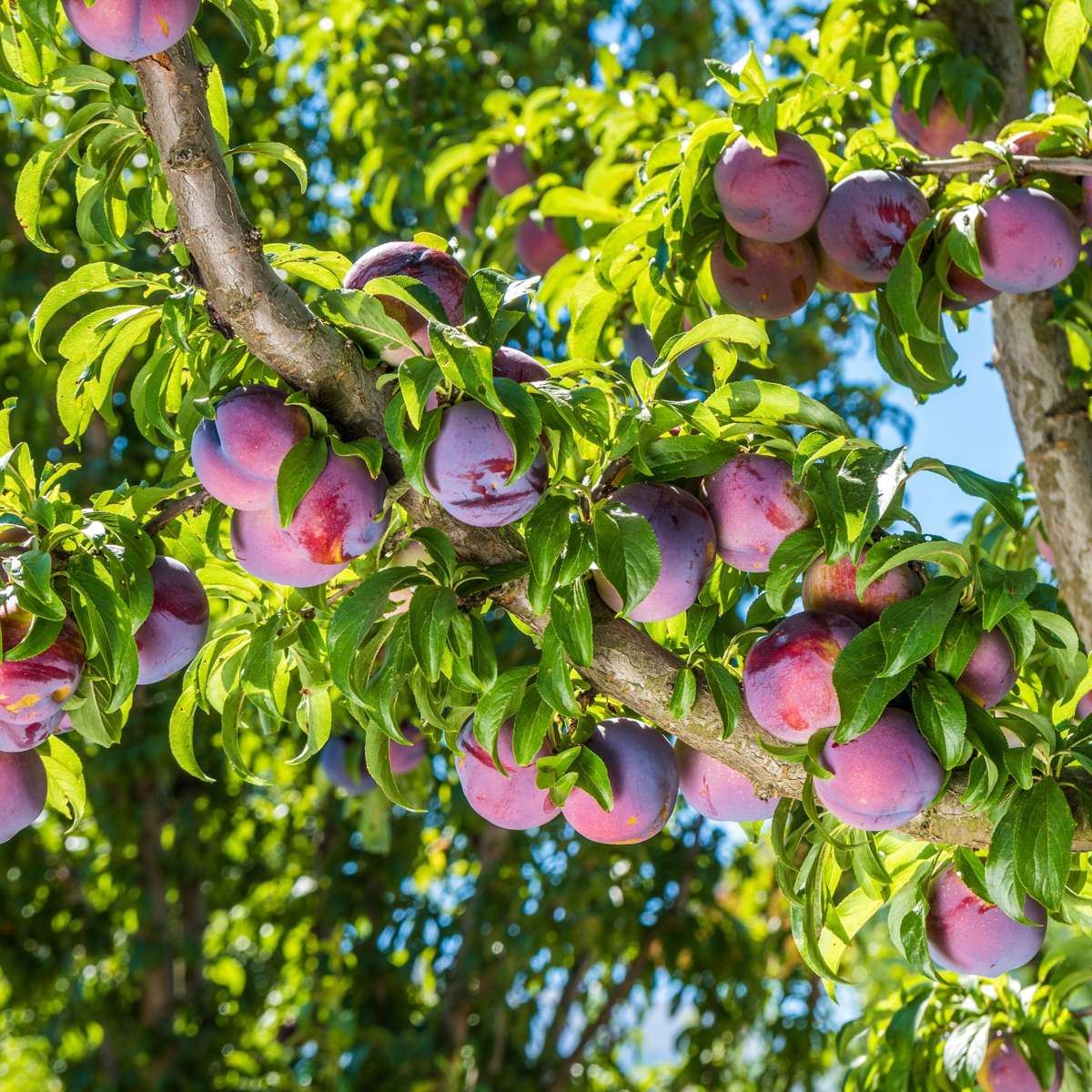 Plum Tree - Prunus domestica 'Opal' - Height 90-100cm - ⌀21cm