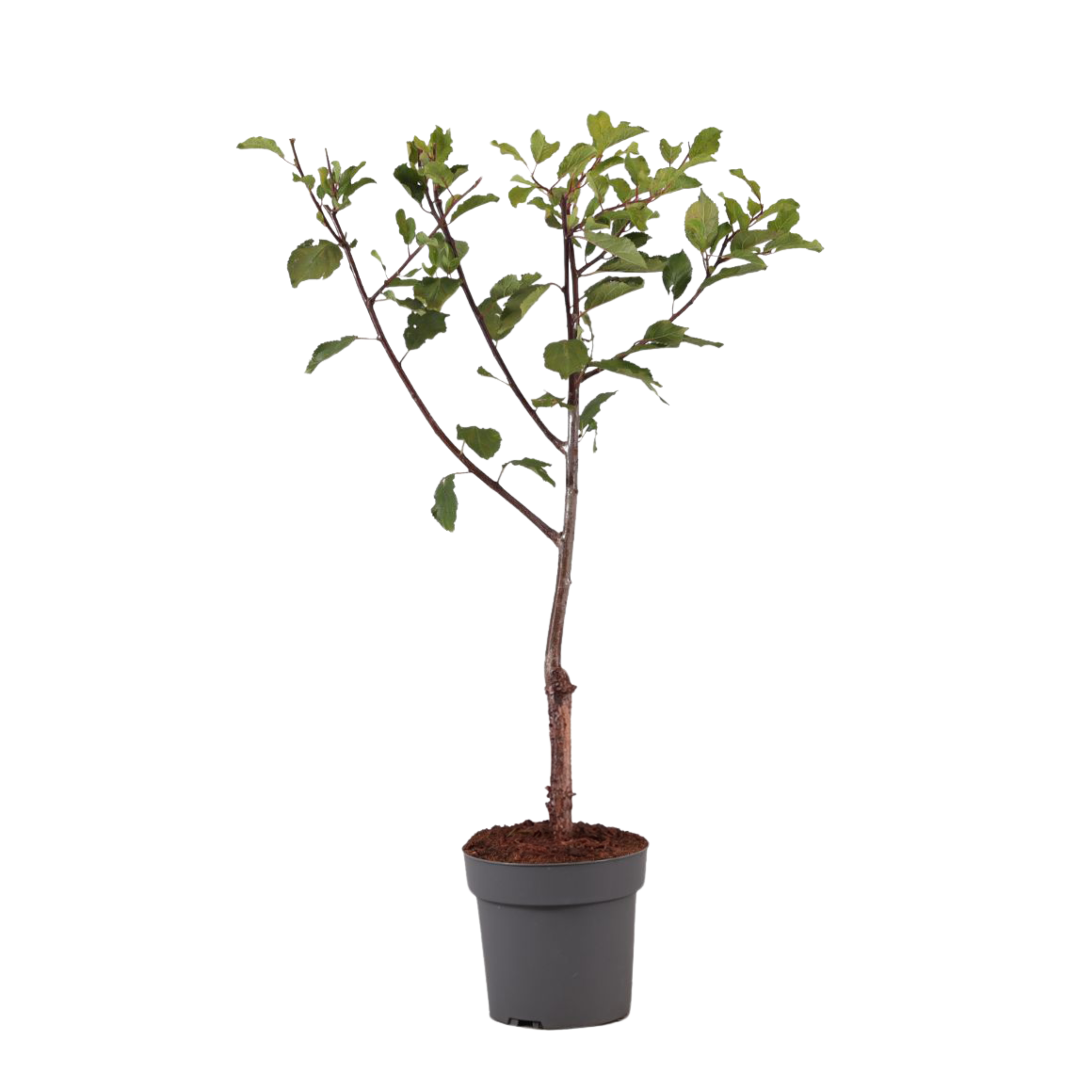 Plum Tree - Prunus domestica 'Opal' - Height 90-100cm - ⌀21cm