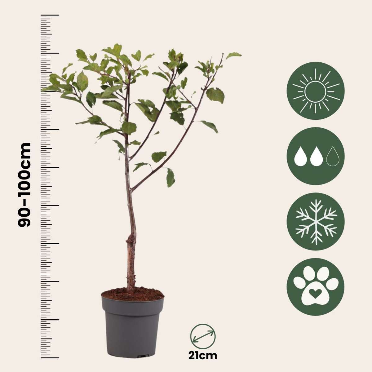 Plum Tree - Prunus domestica 'Opal' - Height 90-100cm - ⌀21cm