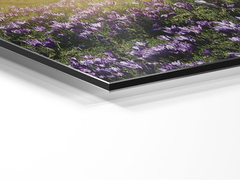 Sun Through The Bluebell Woodland Metal Print