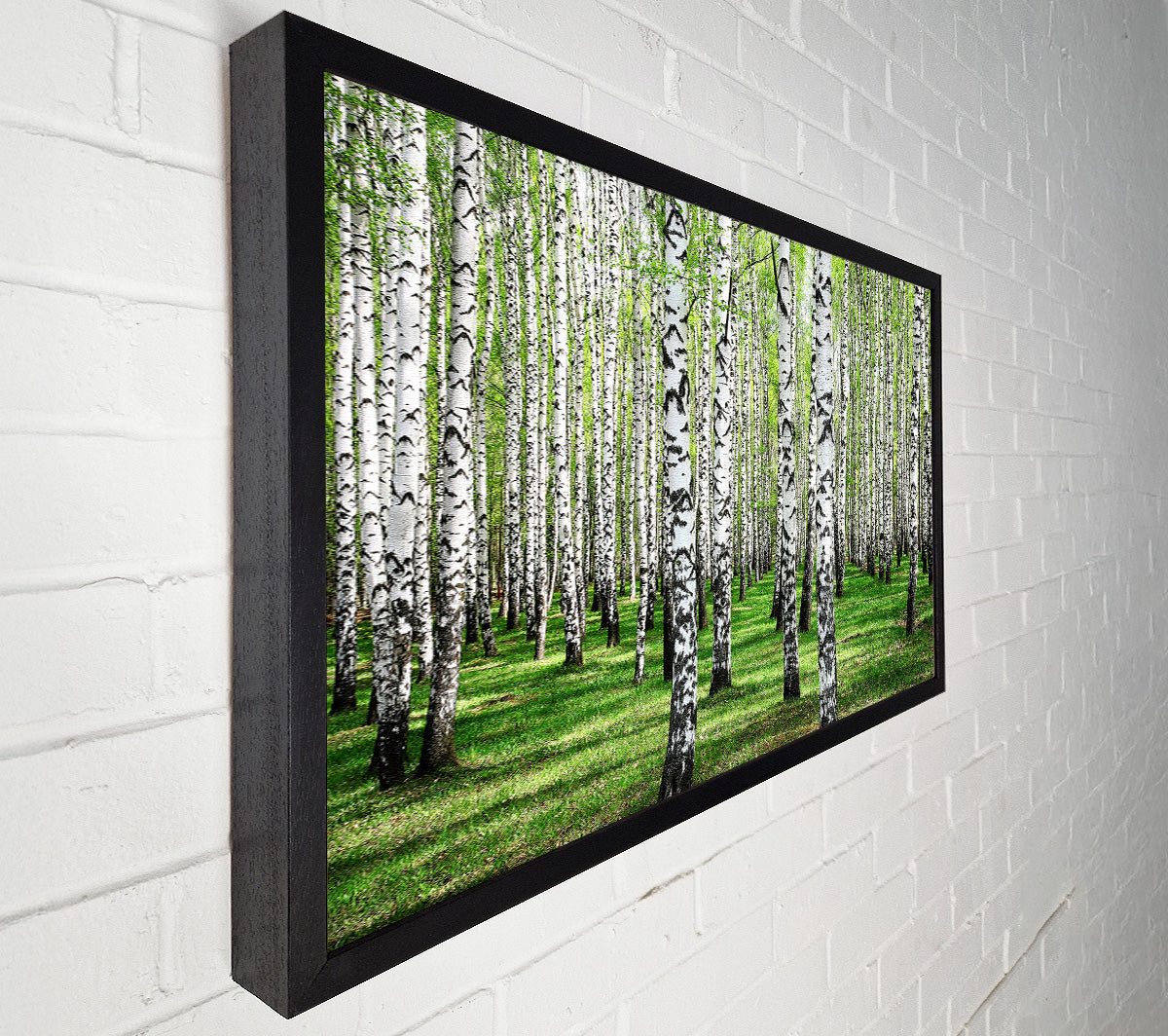 Silver Birch Beauty Canvas Wall Art