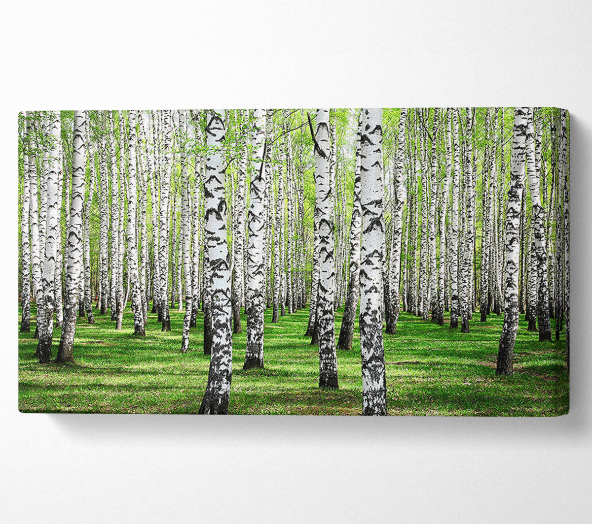 Silver Birch Beauty Canvas Wall Art