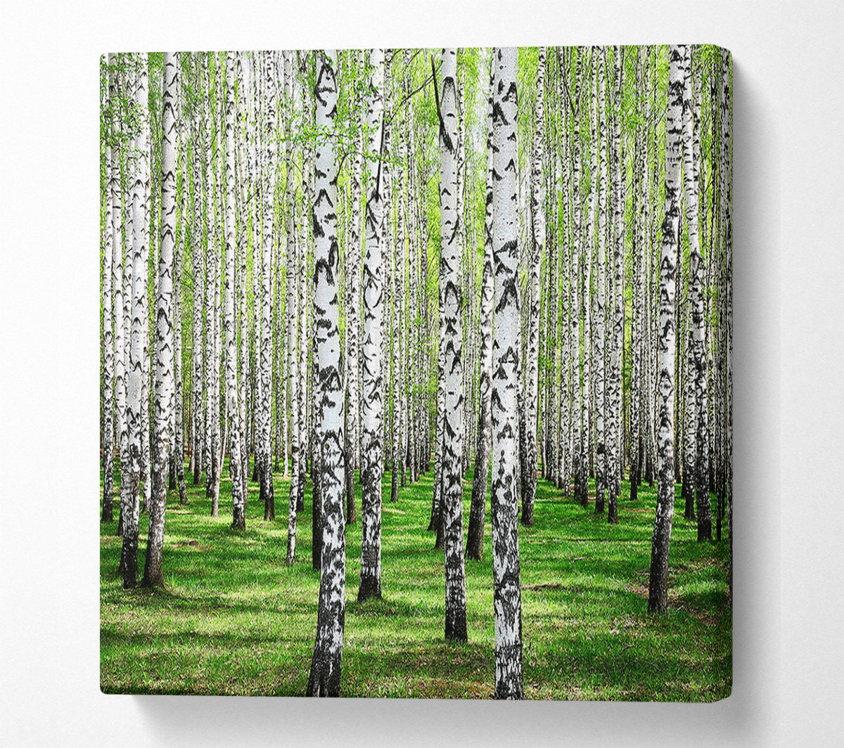 Silver Birch Beauty Canvas Wall Art