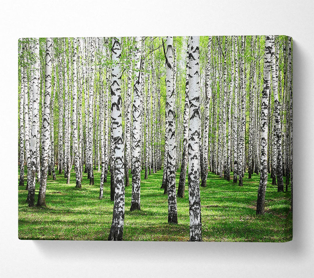 Silver Birch Beauty Canvas Wall Art