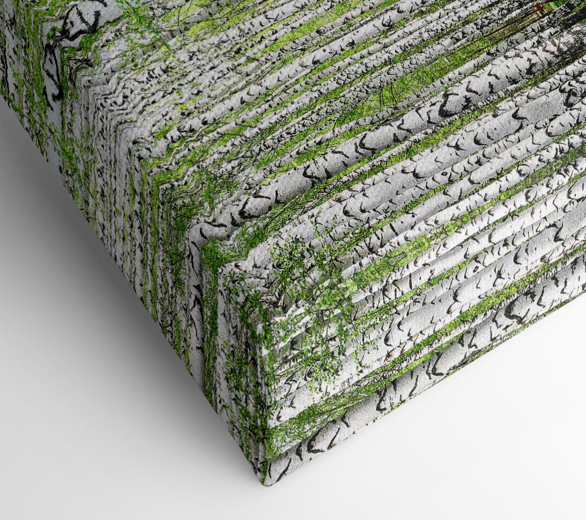 Silver Birch Beauty Canvas Wall Art