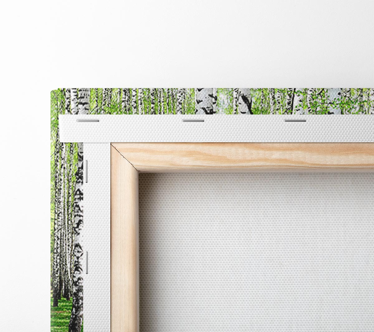 Silver Birch Beauty Canvas Wall Art