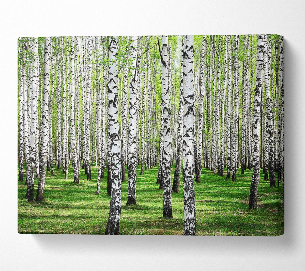 Silver Birch Beauty Canvas Wall Art