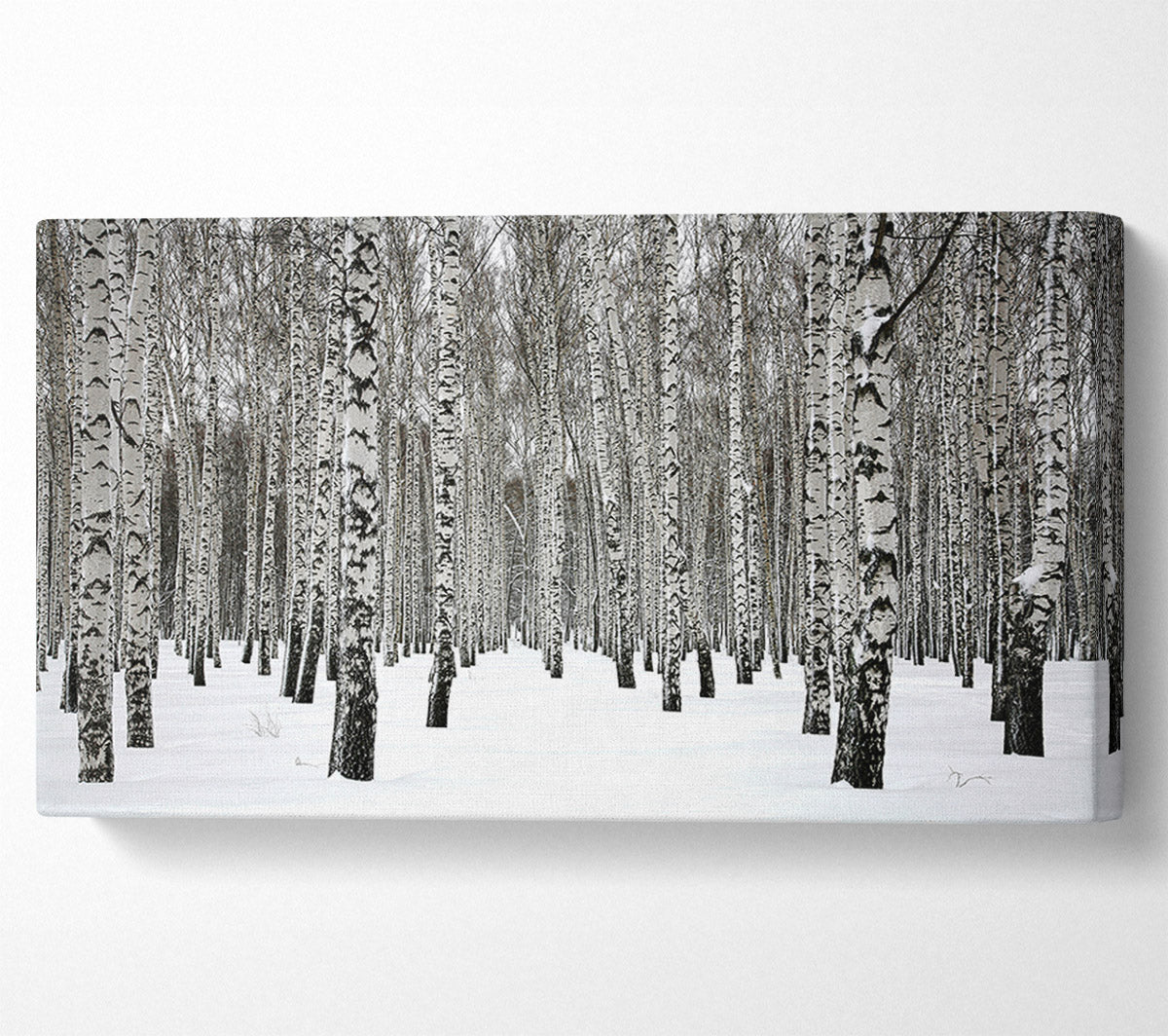 Silver Birch Trees In The Snow Canvas Wall Art