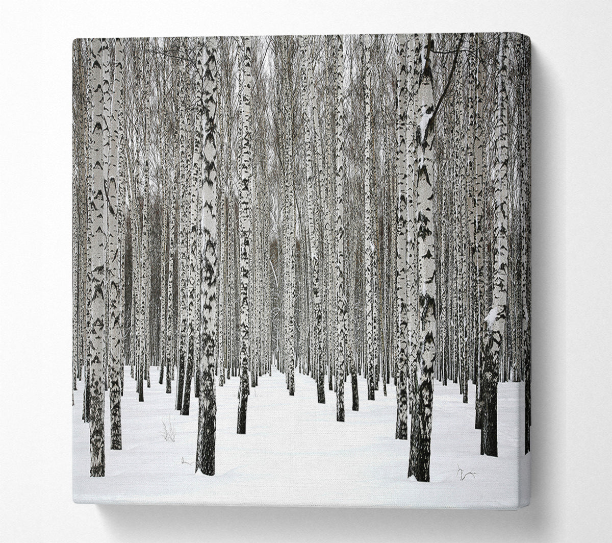 Silver Birch Trees In The Snow Canvas Wall Art