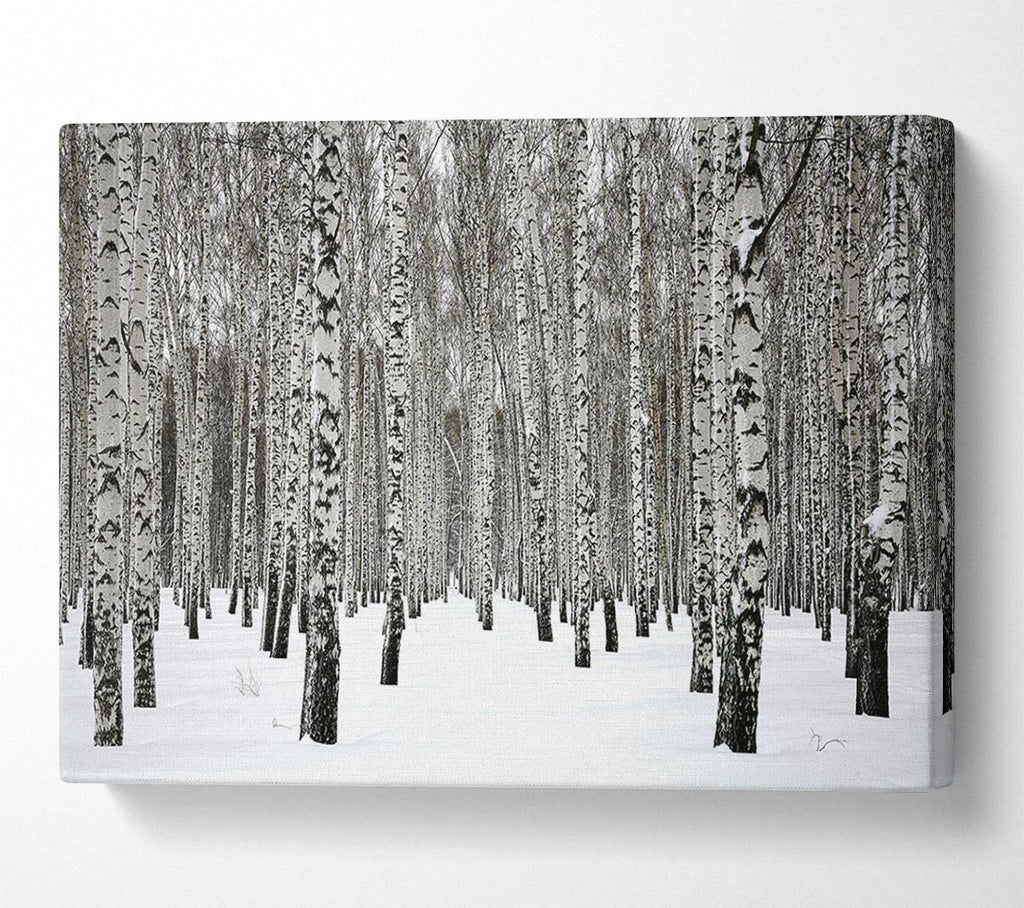 Silver Birch Trees In The Snow Canvas Wall Art