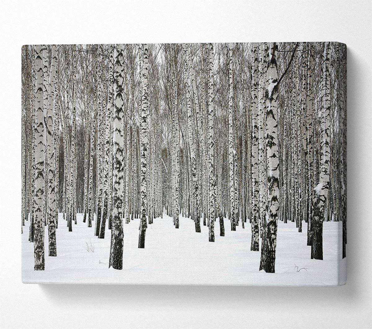 Silver Birch Trees In The Snow Canvas Wall Art
