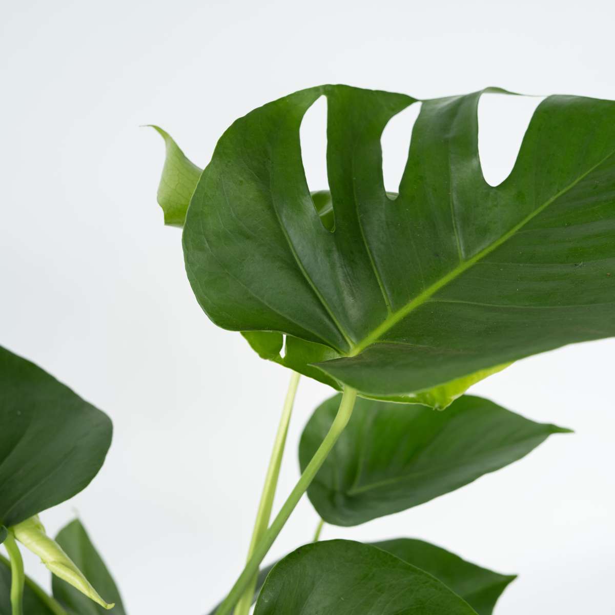 Swiss Cheese Plant - Monstera deliciosa - Height 50-60cm - ⌀17cm