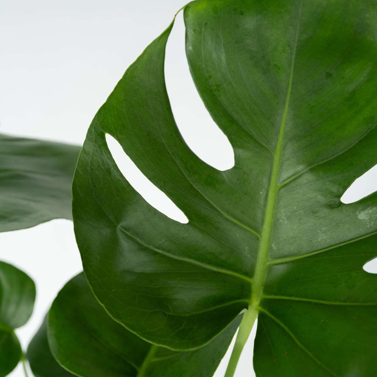 Swiss Cheese Plant - 2 pcs. - Monstera deliciosa - Height 50-60cm - ⌀17cm