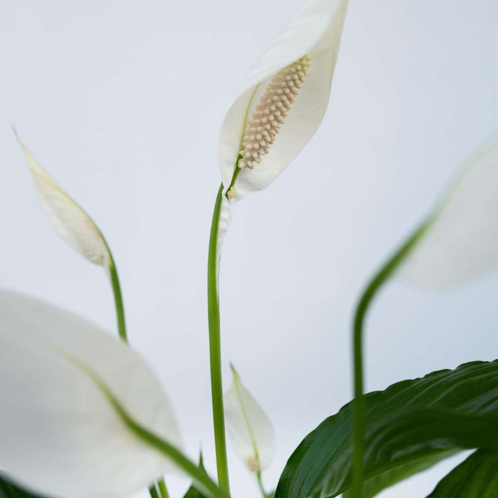 Peace lilly - 2 pcs. - Spathiphyllum 'Lima' - Height 60-75cm - ⌀17cm