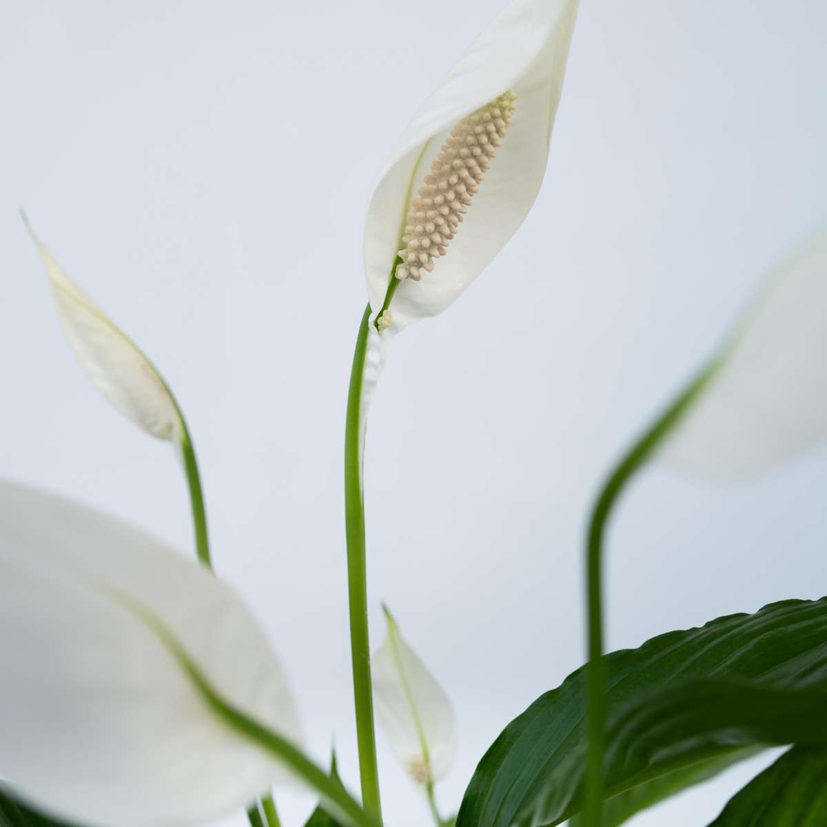 Peace lilly - 2 pcs. - Spathiphyllum 'Lima' - Height 60-75cm - ⌀17cm