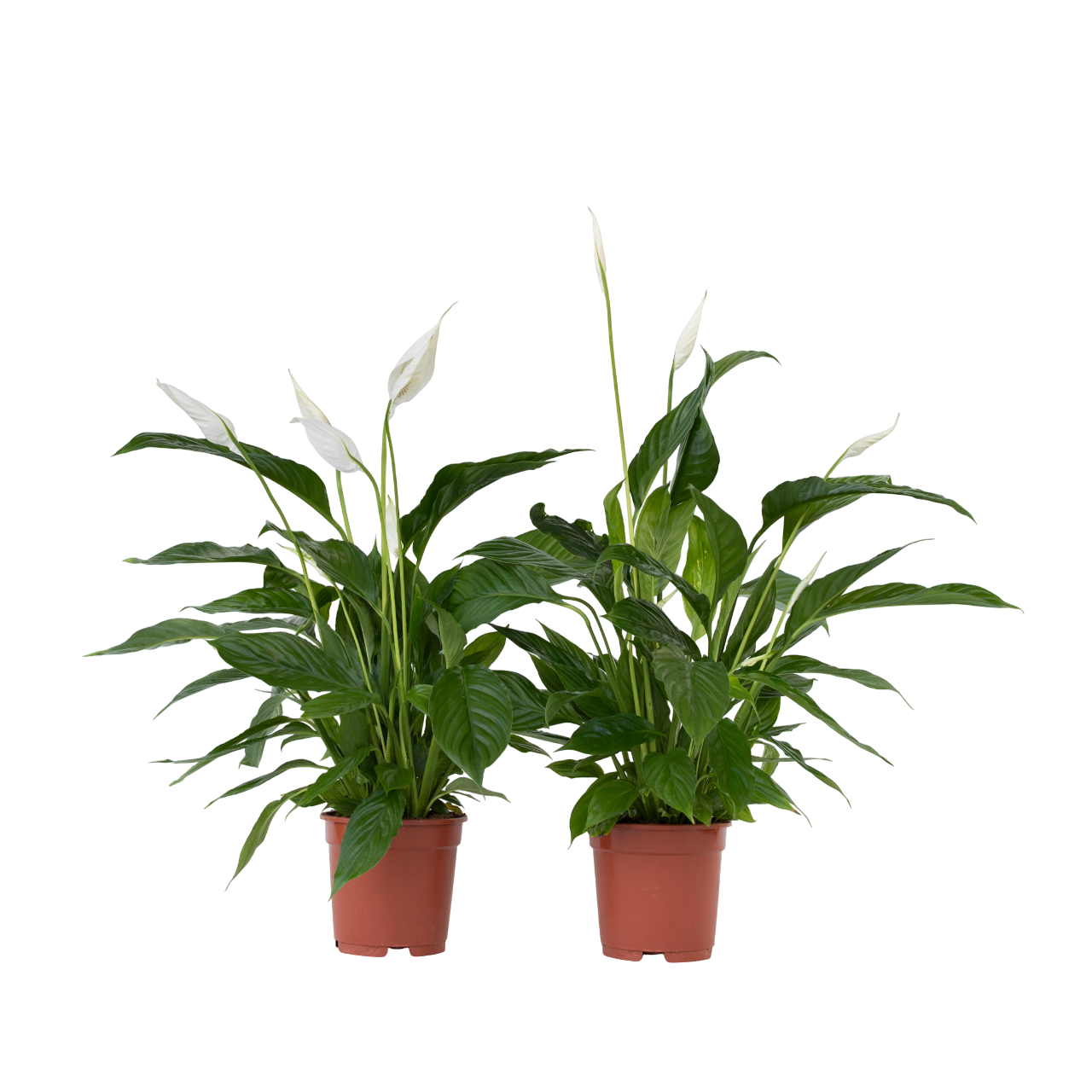 Peace lilly - 2 pcs. - Spathiphyllum 'Lima' - Height 60-75cm - ⌀17cm