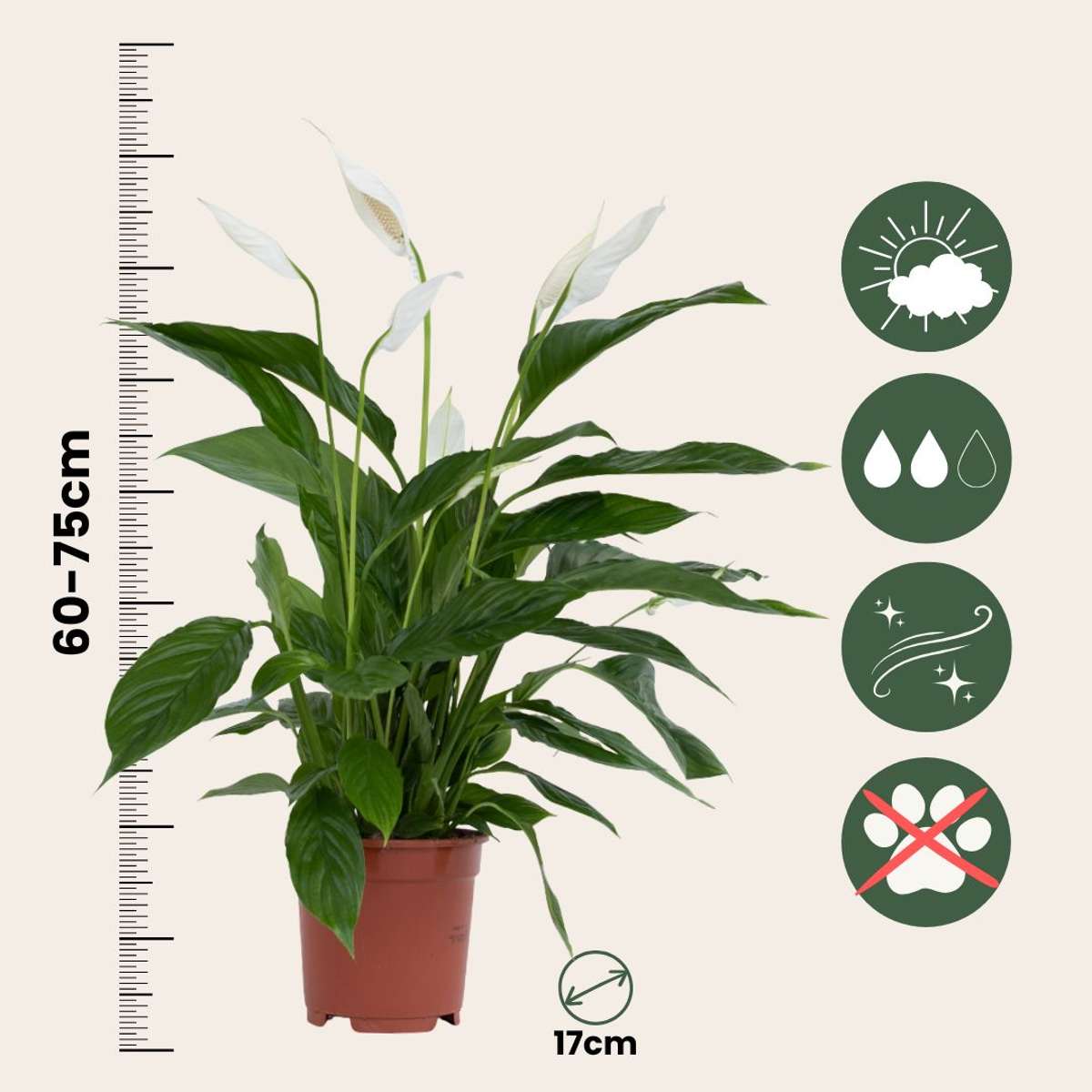 Peace lilly - 2 pcs. - Spathiphyllum 'Lima' - Height 60-75cm - ⌀17cm