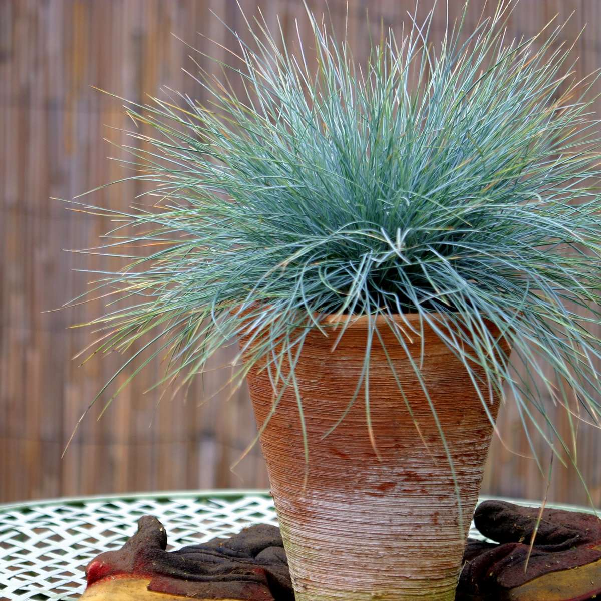Blue fescue - 3 pcs. - Festuca glauca 'Elijah Blue' - Height 10-15cm - ⌀9cm