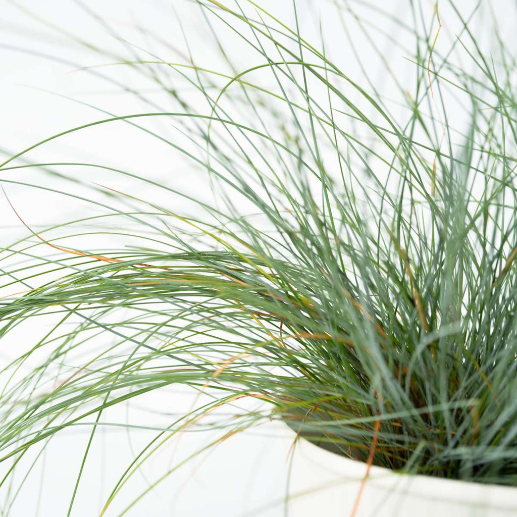 Blue fescue - 3 pcs. - Festuca glauca 'Elijah Blue' - Height 10-15cm - ⌀9cm