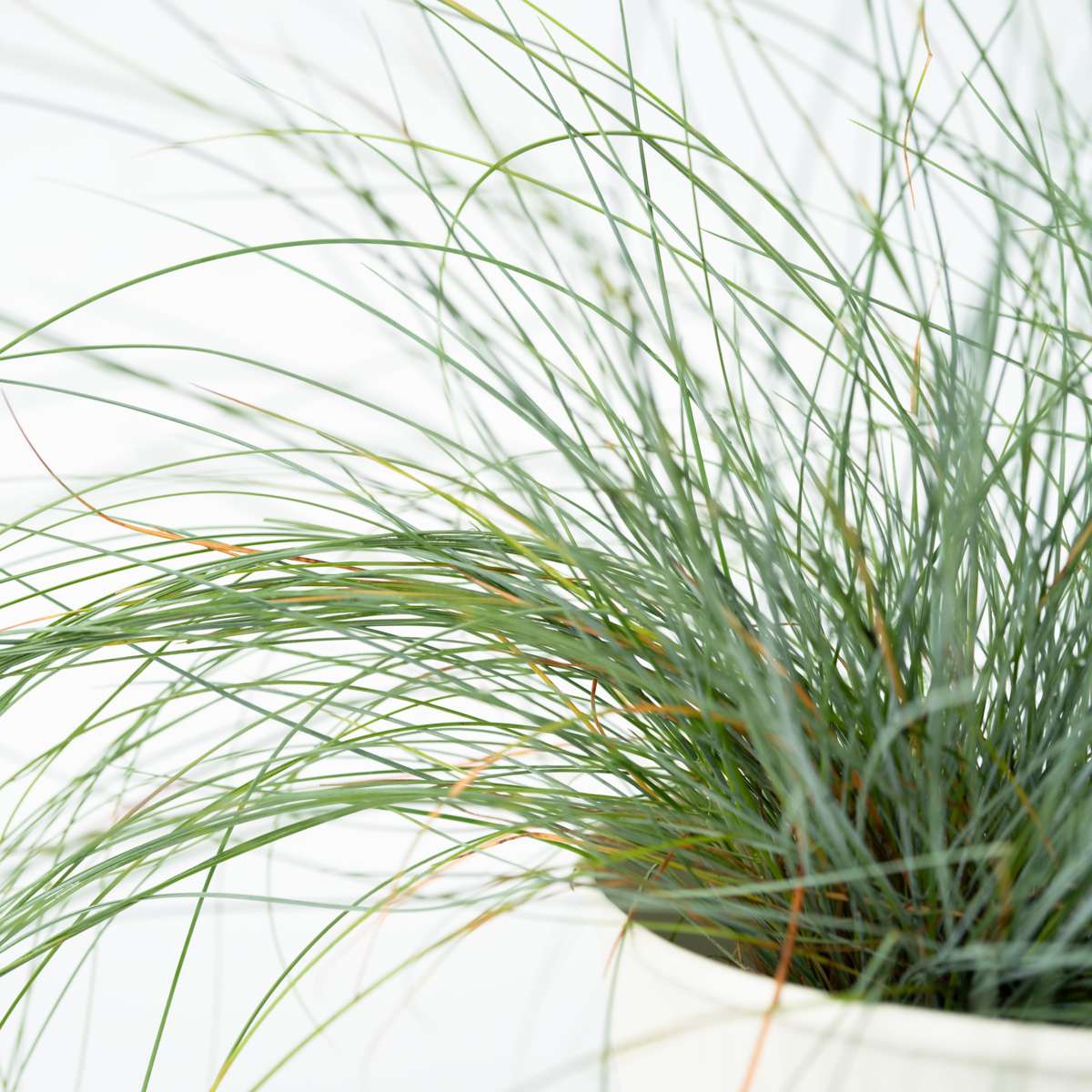 Blue fescue - 3 pcs. - Festuca glauca 'Elijah Blue' - Height 10-15cm - ⌀9cm