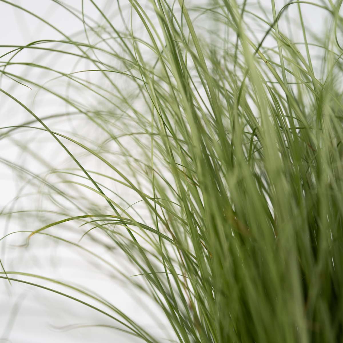 Blue fescue - 3 pcs. - Festuca glauca 'Elijah Blue' - Height 10-15cm - ⌀9cm