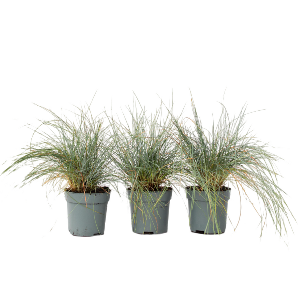Blue fescue - 3 pcs. - Festuca glauca 'Elijah Blue' - Height 10-15cm - ⌀9cm