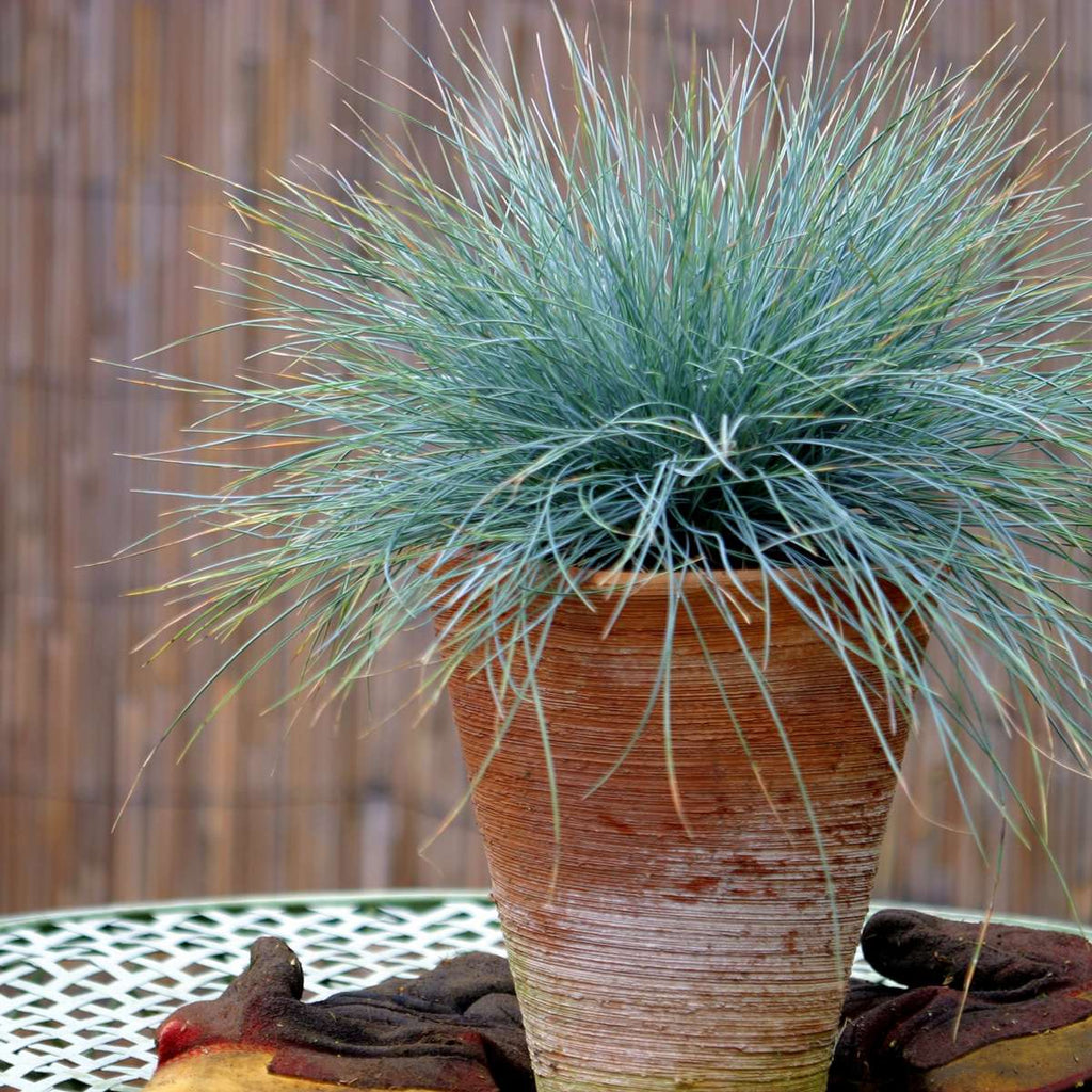 Blue fescue - 6 pcs. - Festuca glauca 'Elijah Blue' - Height 10-15cm - ⌀9cm